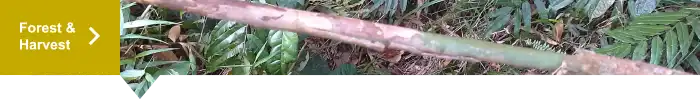 rattan forest and harvest